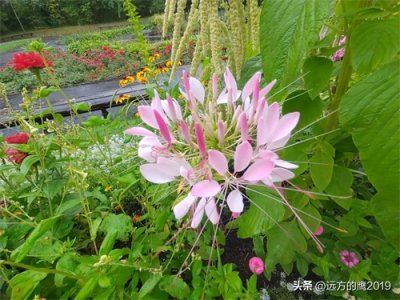 ​形似蜘蛛 又如龙须 盛开似蝴蝶飞舞的醉蝶花