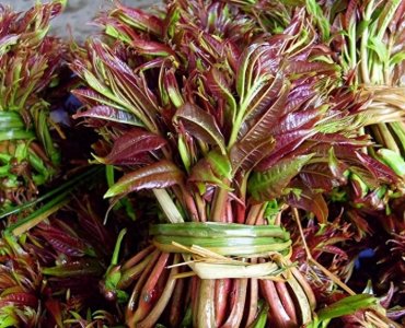 ​香椿保存秘诀：3步锁鲜，营养不流失