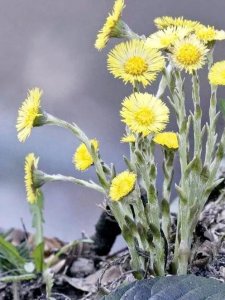 ​人称“款冬花”，别名“九九花”分布于荒郊，却是家里的盆栽植物