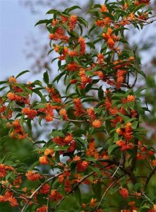 ​盘点哪些具有浓烈花香的植物，芳香四季