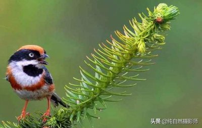 ​红头长尾山雀，中国山雀科鸟类您认识吗？