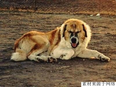 ​以神山命名的中国猛犬，被称为戈壁滩上的猛兽，当地人屠狼专用