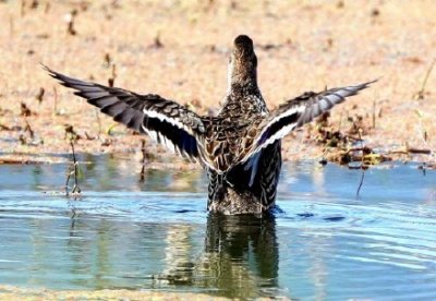 ​新纪录！绿翅鸭首次到访韶关罗坑
