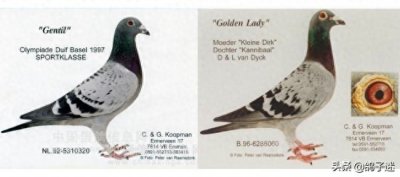 ​信鸽统一足环代码对照表（收藏）