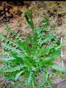 ​说说地菜（荠菜）