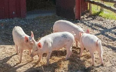 ​非洲猪瘟最好治疗方法？非洲猪瘟能治吗？本文有答案