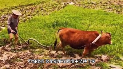 ​十二生肖之丑牛：性格特点和人生运势