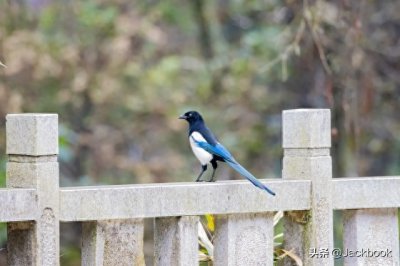 ​家里突然飞进这种鸟是个好兆头，千万别急于将它赶走…