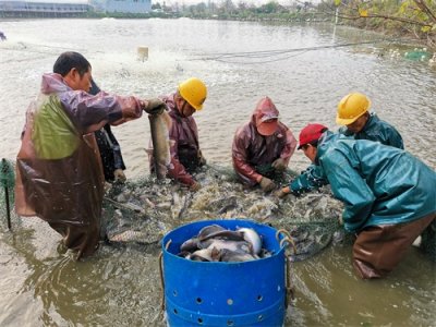 ​开春第一批！江高镇8000余斤叉尾鮰顺利出货