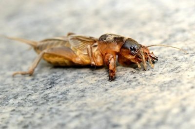 ​“土狗子”蝼蛄