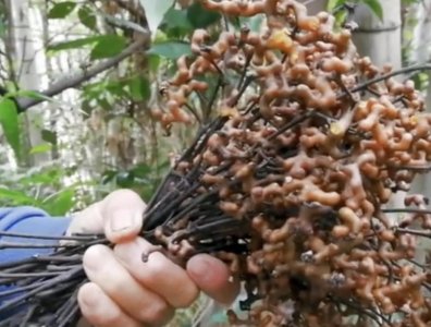 ​此种“果树”长在山沟里，果子比山莓奇特，人称“金钩梨”，珍贵