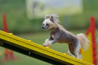 ​寻根问祖系列（105）：中国冠毛犬（Chinese Crested）