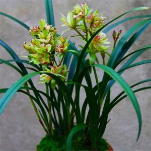 ​兰花用什么土栽培最好（兰草花用什么肥料最好）