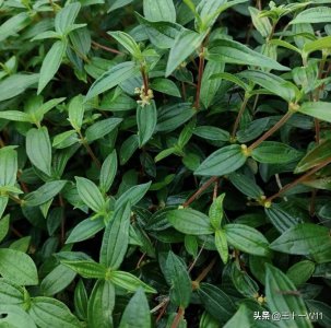 ​小时候割来喂猪的野草糯米藤，有你想不到的好