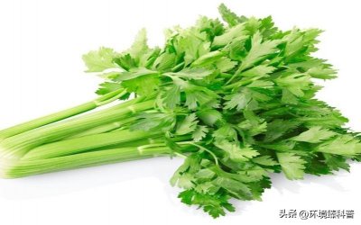 ​「科普」芹菜、水芹、毒芹、毒参，傻傻分不清楚？