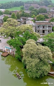 ​因为百年鱼木花开，特意来了趟江门台山，原来远不止眼前美景