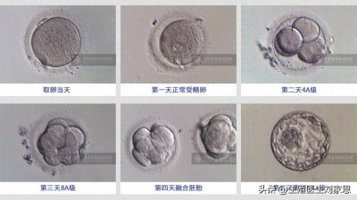 ​一招教你看懂囊胚评分！