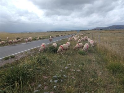 ​国外种草养羊，低投入高效益，有1个被称为“骑在羊背上的国家”