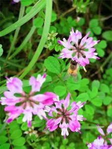 ​紫云英——翘摇