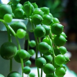 ​优雅美观的珍珠吊兰，叶片如珍珠一般圆润可爱，一串串似风铃一般