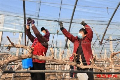 ​桓台：“一村一品” 助推强村共富！