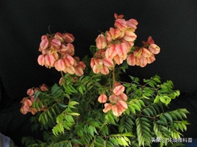 ​栾树，经常看到但是叫不出名的树