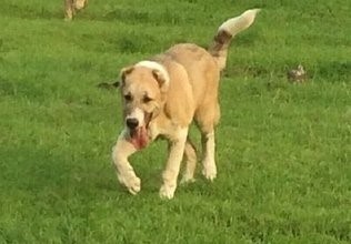 高加索猎狼犬，不一样的巨型猛犬，你见过吗？