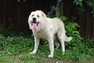 高加索猎狼犬，不一样的巨型猛犬，你见过吗？