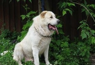 高加索猎狼犬，不一样的巨型猛犬，你见过吗？