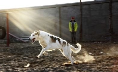 高加索猎狼犬，不一样的巨型猛犬，你见过吗？