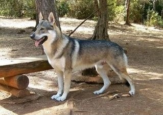 高加索猎狼犬，不一样的巨型猛犬，你见过吗？