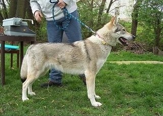 高加索猎狼犬，不一样的巨型猛犬，你见过吗？