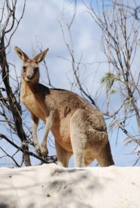 ​澳大利亚居然可以吃国宝——袋鼠