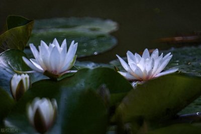 ​药师释药——莲子及莲类药材介绍