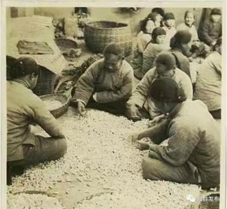 ​珍贵老照片讲述四大怀药前世今生