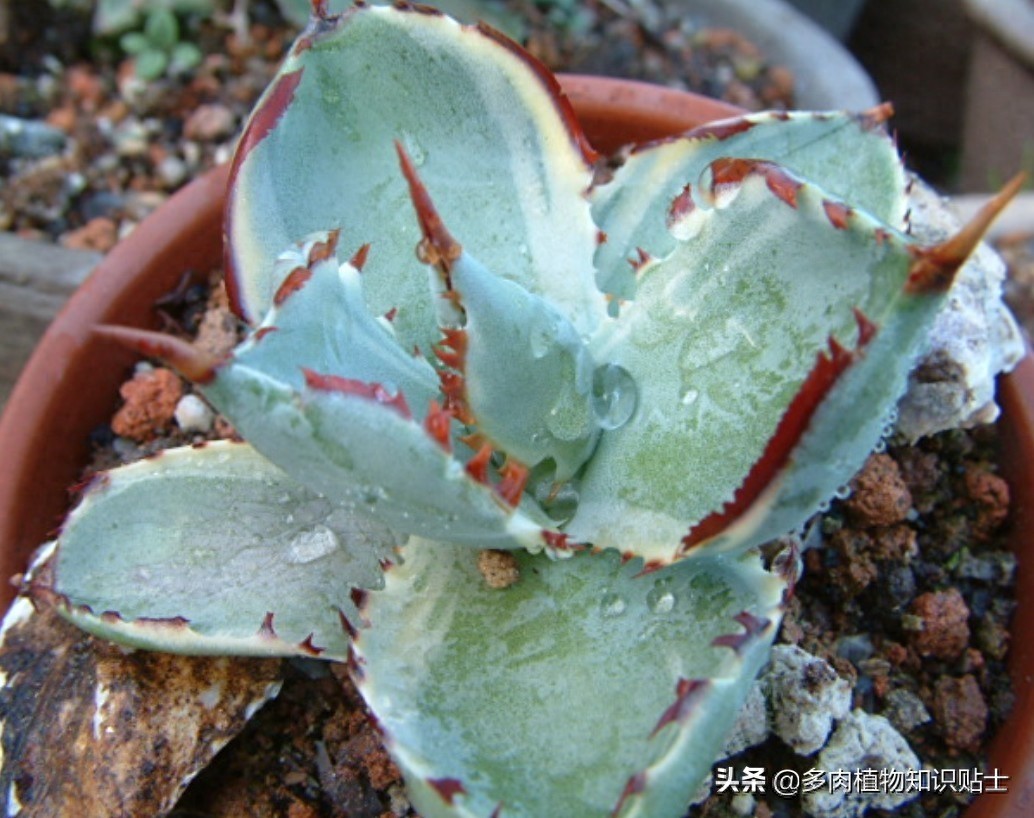 最新最奇特的龙舌兰，你家的阳台里也有它们吗？