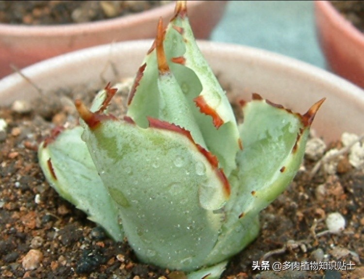 最新最奇特的龙舌兰，你家的阳台里也有它们吗？