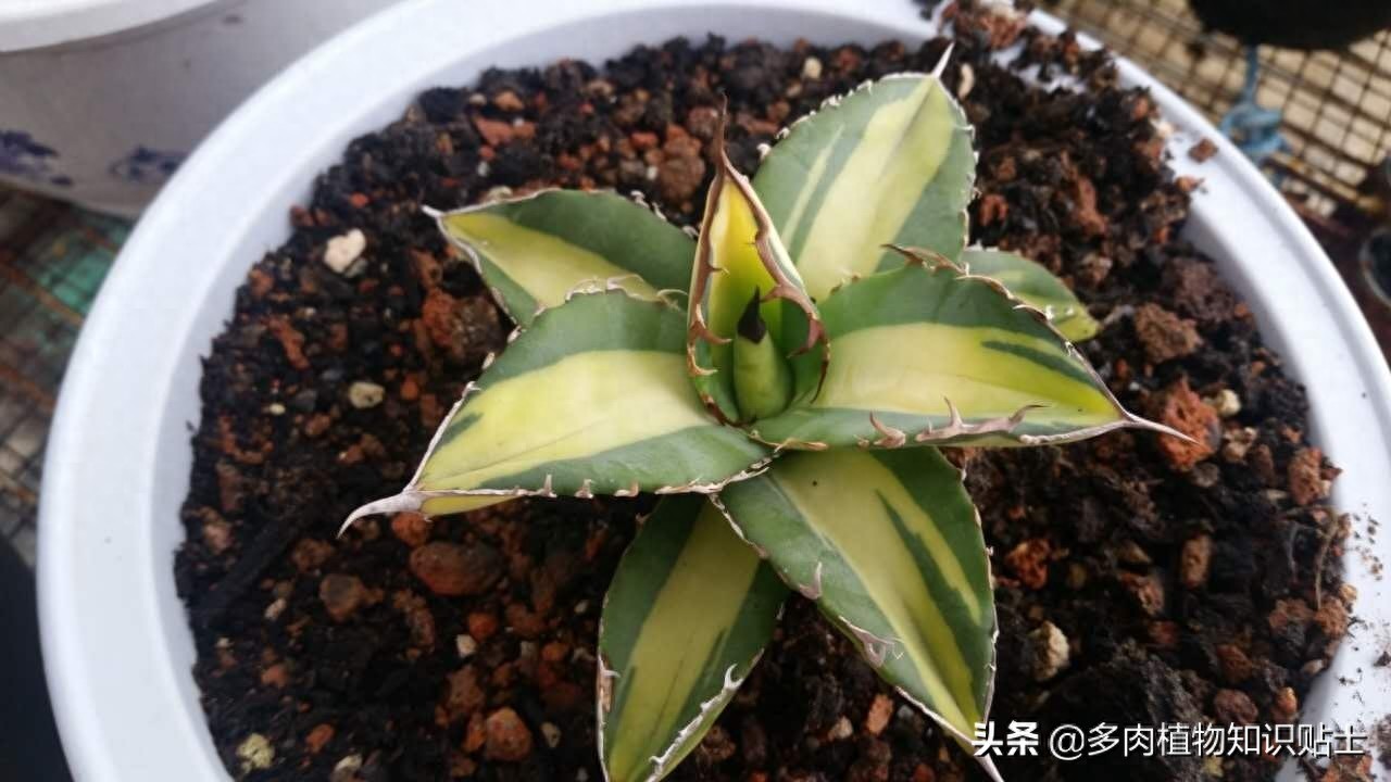 最新最奇特的龙舌兰，你家的阳台里也有它们吗？