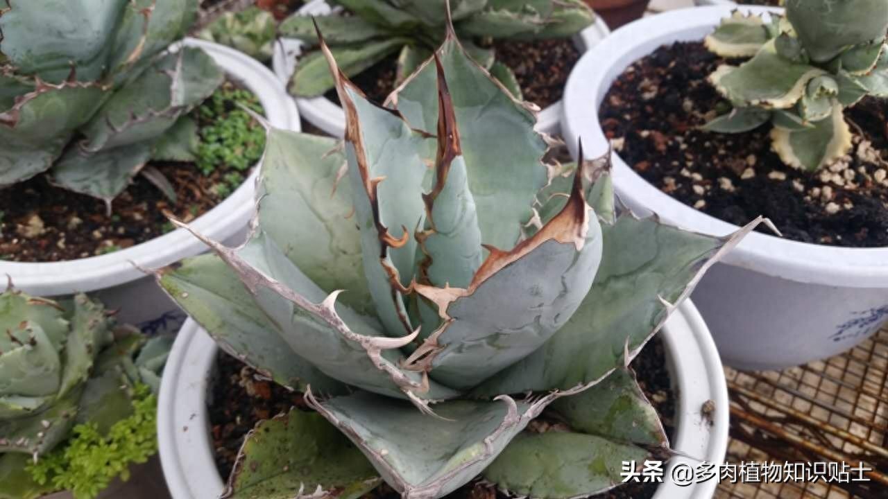 最新最奇特的龙舌兰，你家的阳台里也有它们吗？