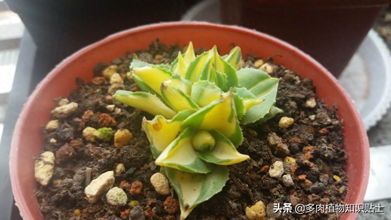 最新最奇特的龙舌兰，你家的阳台里也有它们吗？