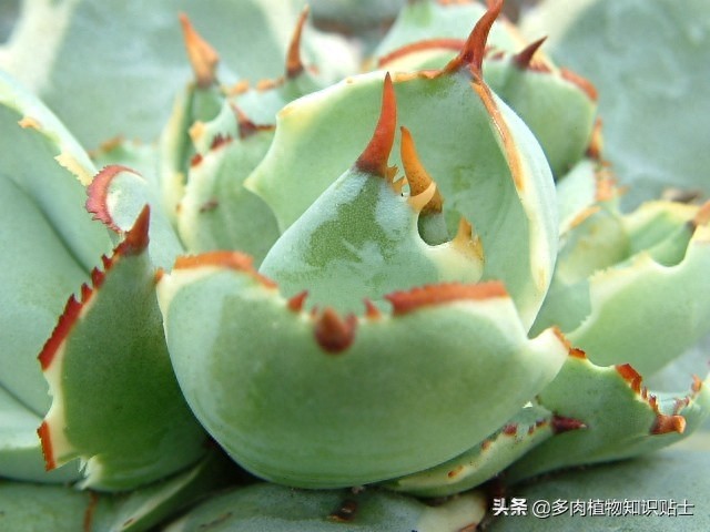 最新最奇特的龙舌兰，你家的阳台里也有它们吗？