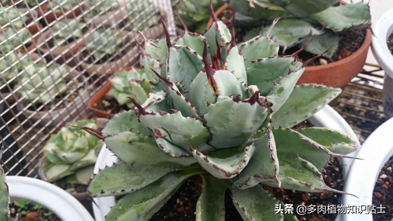 最新最奇特的龙舌兰，你家的阳台里也有它们吗？