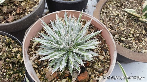 最新最奇特的龙舌兰，你家的阳台里也有它们吗？