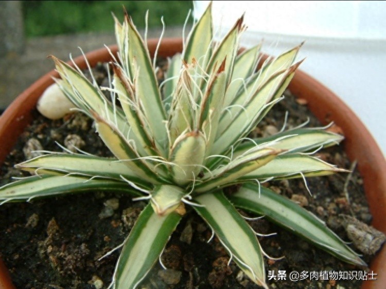 最新最奇特的龙舌兰，你家的阳台里也有它们吗？