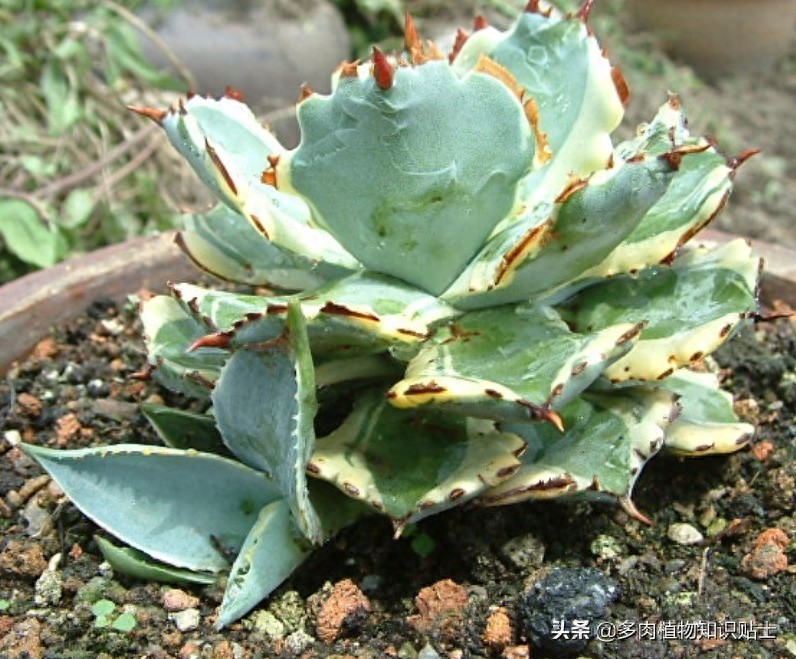 最新最奇特的龙舌兰，你家的阳台里也有它们吗？