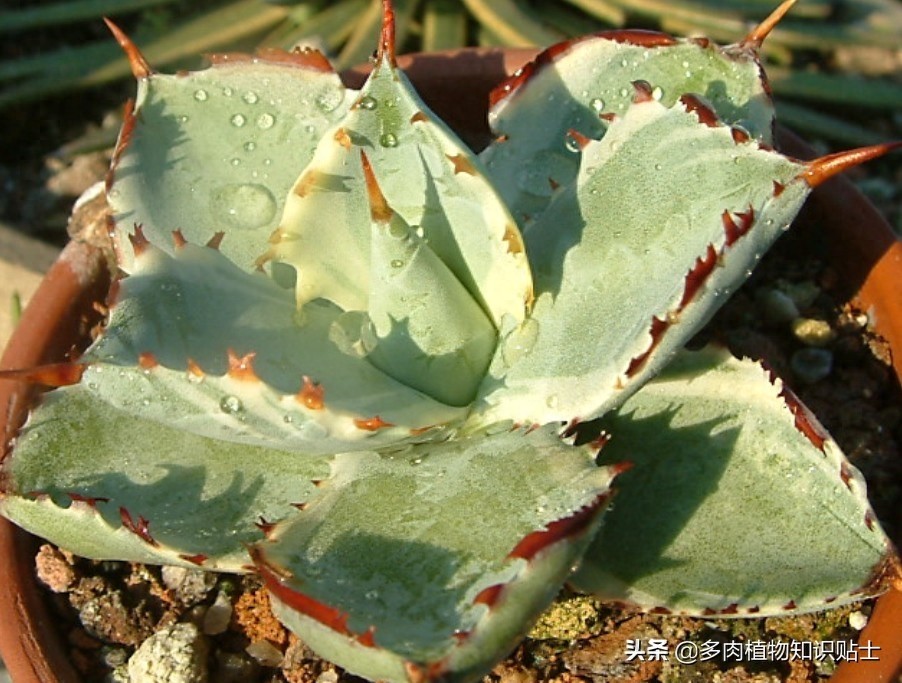 最新最奇特的龙舌兰，你家的阳台里也有它们吗？