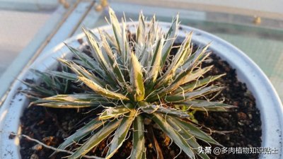 ​最新最奇特的龙舌兰，你家的阳台里也有它们吗？