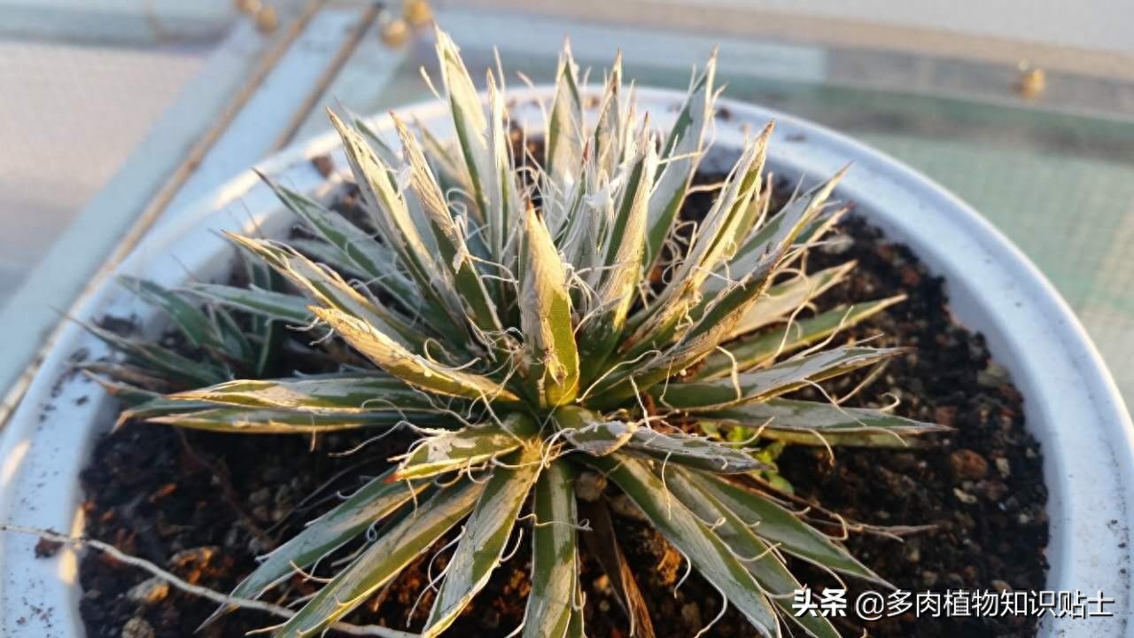 最新最奇特的龙舌兰，你家的阳台里也有它们吗？