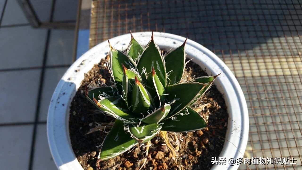 最新最奇特的龙舌兰，你家的阳台里也有它们吗？