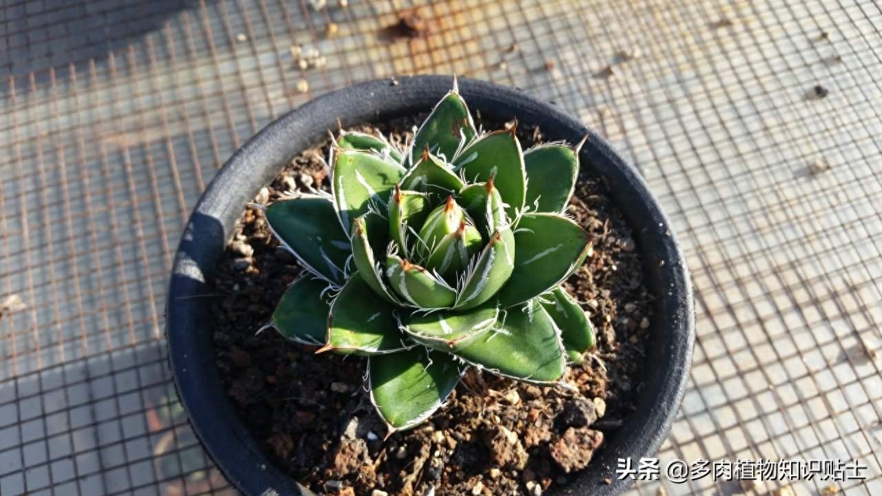 最新最奇特的龙舌兰，你家的阳台里也有它们吗？